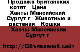 Продажа британских котят › Цена ­ 2 500 - Ханты-Мансийский, Сургут г. Животные и растения » Кошки   . Ханты-Мансийский,Сургут г.